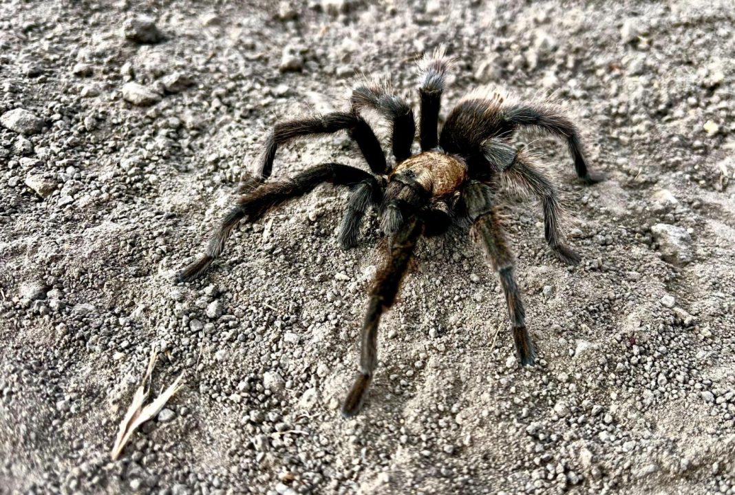 spiders,-spiders-everywhere?-tarantula-mating-season-starts-early-amid-threats-to-arachnids